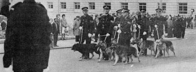 Annual Parade 1975; Leeds
A smart eyes left from the dog handlers as they pass the saluting dias

Photograph submitted by: Alan Pickles 
Keywords: Yorkshire Leeds