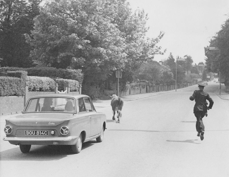 Round-up on the Eastrop Range.
The late 60s when a heifer got loose from Basingstoke Cattle Market and Pc Keith Attwood and PC323 David France were despatched to catch it.
Submitted by David France
