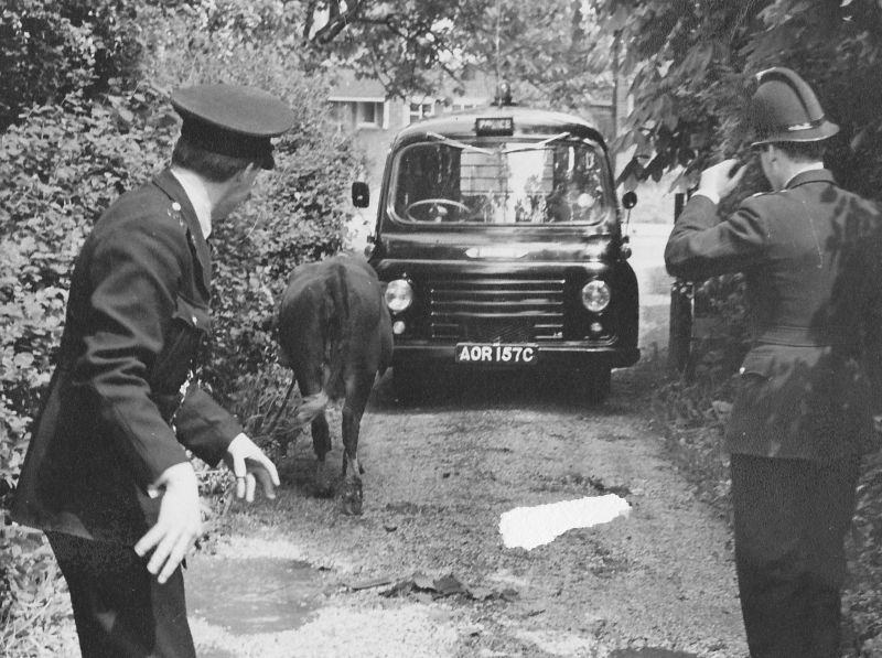 Round-up on the Eastrop Range.
The late 60s when a heifer got loose from Basingstoke Cattle Market and Pc Keith Attwood and PC323 David France were despatched to catch it. 
Submitted by David France
