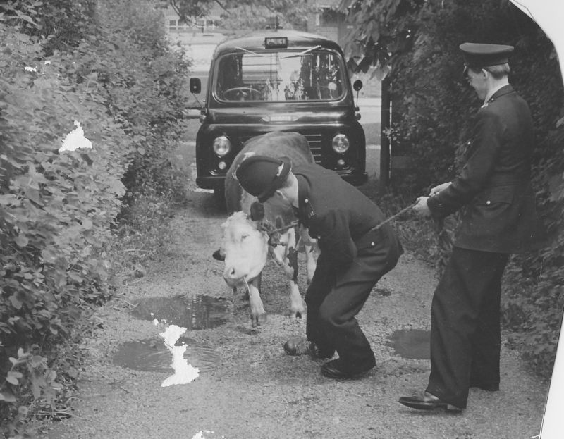 Round-up on the Eastrop Range.
The late 60s when a heifer got loose from Basingstoke Cattle Market and Pc Keith Attwood and PC323 David France were despatched to catch it. 
Submitted by David France
