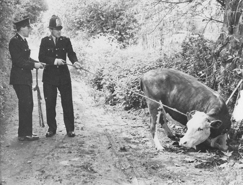 Round-up on the Eastrop Range.
 The late 60s when a heifer got loose from Basingstoke Cattle Market and Pc Keith Attwood and PC323 David France were despatched to catch it. 
Submitted by David France
