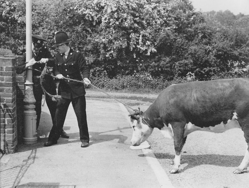 Round-up on the Eastrop Range.
The late 60s when a heifer got loose from Basingstoke Cattle Market and Pc Keith Attwood and PC323 David France were despatched to catch it. 
Submitted by David France
