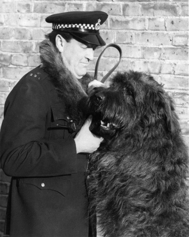 METROPOLIAN POLICE, PC 298F DYSON and PSD JANGO
This is the first Bouvier des Flandres to be trained for police work in Britain.
Photo shows PC Edward DYSON and Jango who have just finished basic training at Keston, Kent, and are about to go on duty at Fulham Police Station.
Photo dated 08-December-1980
